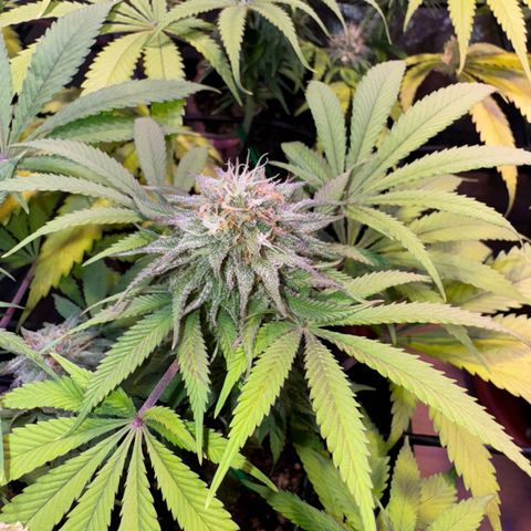 Tropicanna Poison®1 Fast Version growlog timeline photo