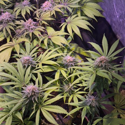 Tropicanna Poison®1 Fast Version growlog timeline photo