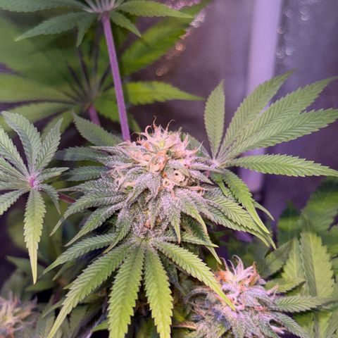 Tropicanna Poison®1 Fast Version growlog timeline photo