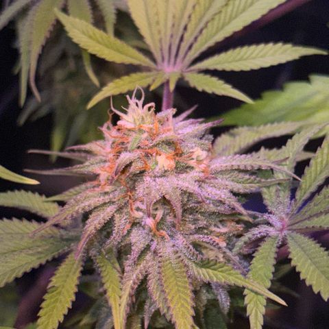 Tropicanna Poison®1 Fast Version growlog timeline photo