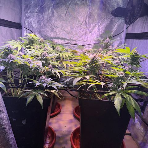 Tropicanna Poison®1 Fast Version growlog timeline photo