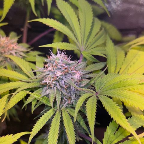 Tropicanna Poison®1 Fast Version growlog timeline photo