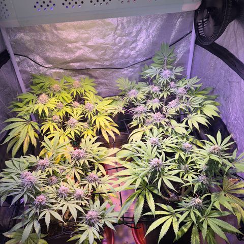 Tropicanna Poison®1 Fast Version growlog timeline photo