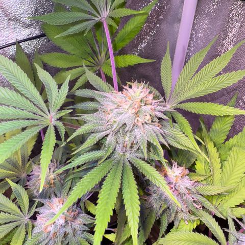 Tropicanna Poison®1 Fast Version growlog timeline photo