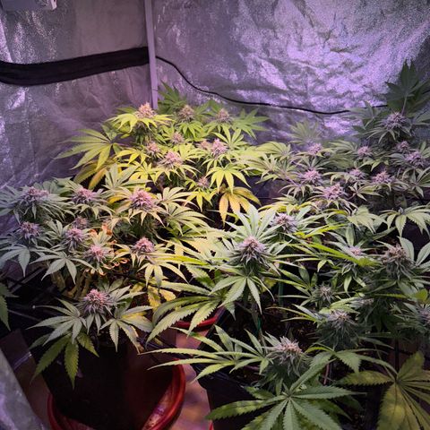Tropicanna Poison®1 Fast Version growlog timeline photo