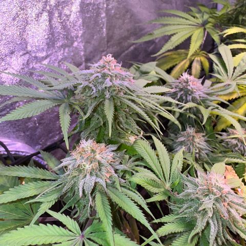 Tropicanna Poison®1 Fast Version growlog timeline photo