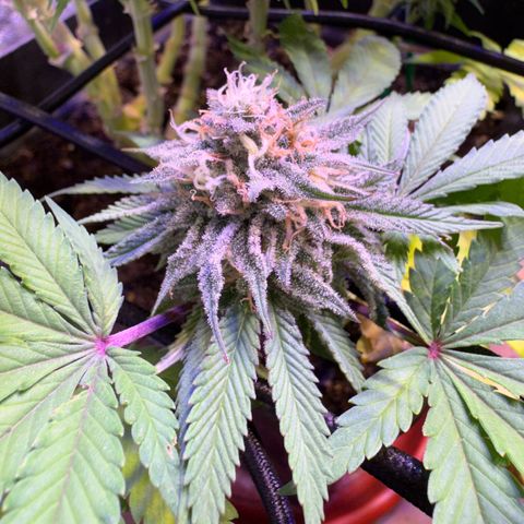Tropicanna Poison®1 Fast Version growlog timeline photo