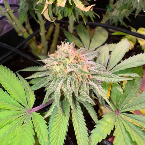 Tropicanna Poison®1 Fast Version growlog timeline photo