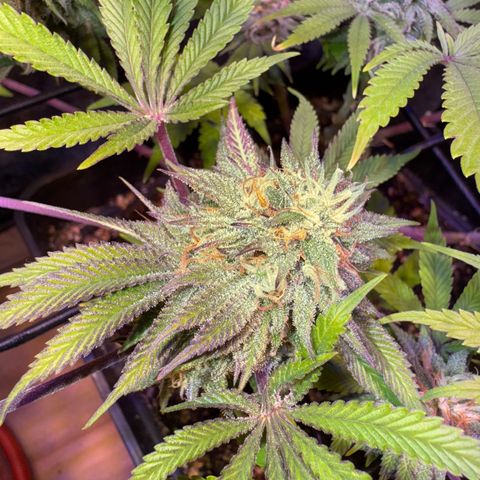 Tropicanna Poison®1 Fast Version growlog timeline photo