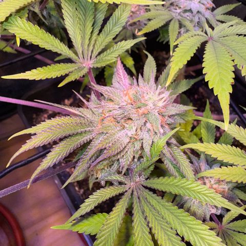 Tropicanna Poison®1 Fast Version growlog timeline photo