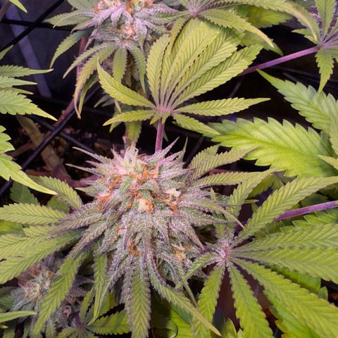 Tropicanna Poison®1 Fast Version growlog timeline photo