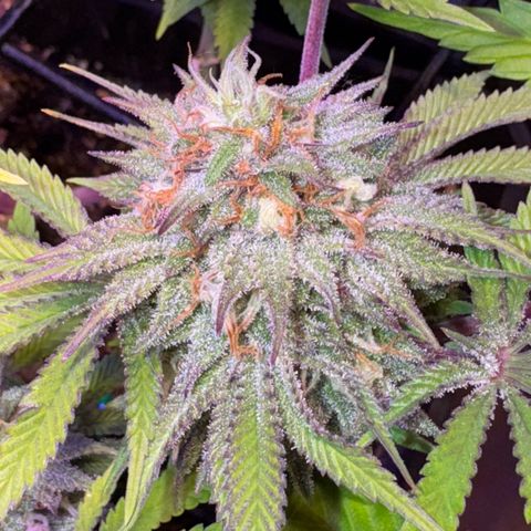 Tropicanna Poison®1 Fast Version growlog timeline photo