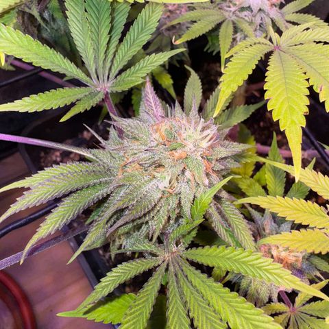 Tropicanna Poison®1 Fast Version growlog timeline photo
