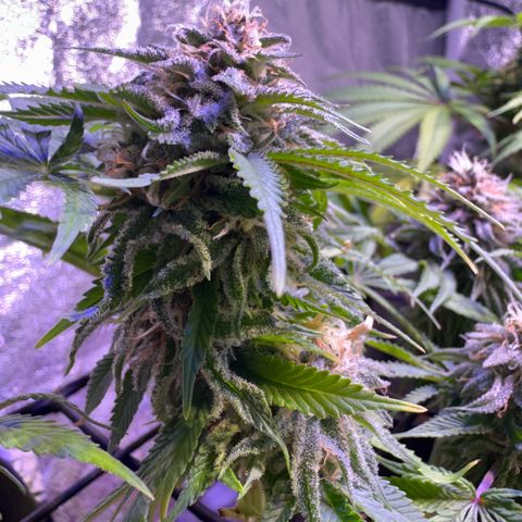 Tropicanna Poison®1 Fast Version growlog timeline photo