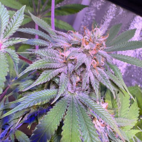 Tropicanna Poison®1 Fast Version growlog timeline photo