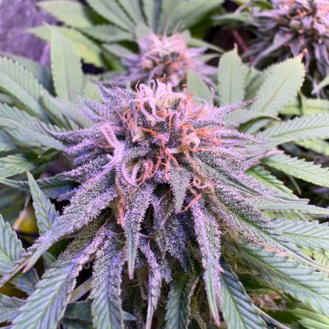 Tropicanna Poison®1 Fast Version growlog timeline photo