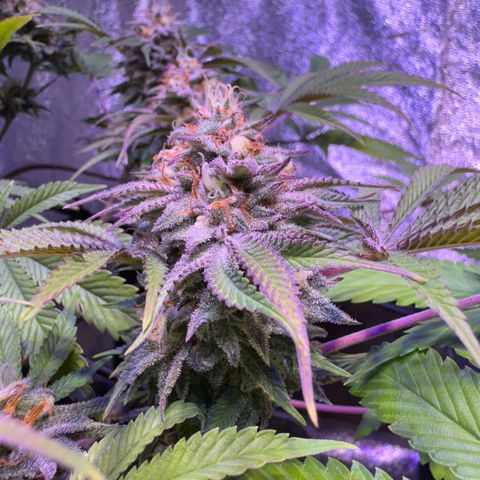 Tropicanna Poison®1 Fast Version growlog timeline photo