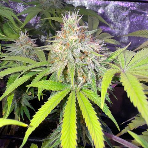 Tropicanna Poison®1 Fast Version growlog timeline photo