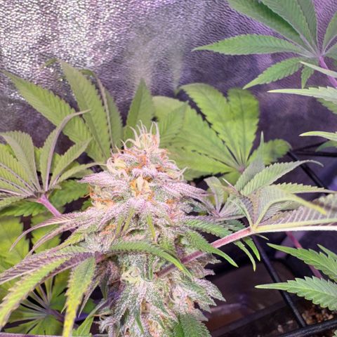 Tropicanna Poison®1 Fast Version growlog timeline photo