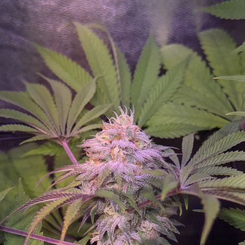 Tropicanna Poison®1 Fast Version growlog timeline photo