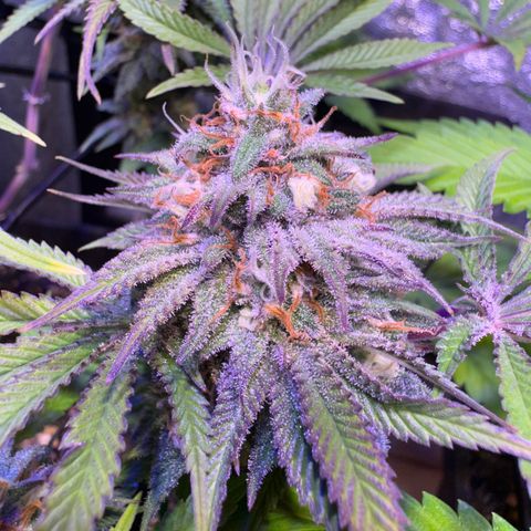Tropicanna Poison®1 Fast Version growlog timeline photo