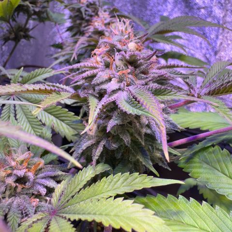 Tropicanna Poison®1 Fast Version growlog timeline photo