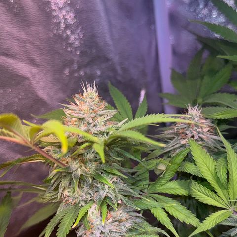 Tropicanna Poison®1 Fast Version growlog timeline photo