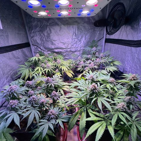 Tropicanna Poison®1 Fast Version growlog timeline photo