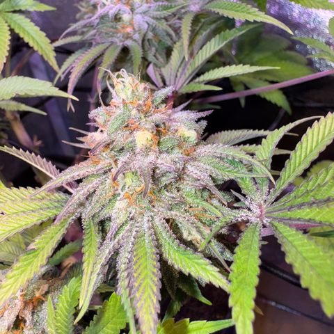 Tropicanna Poison®1 Fast Version growlog timeline photo