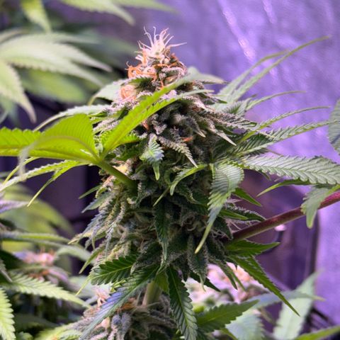 Tropicanna Poison®1 Fast Version growlog timeline photo