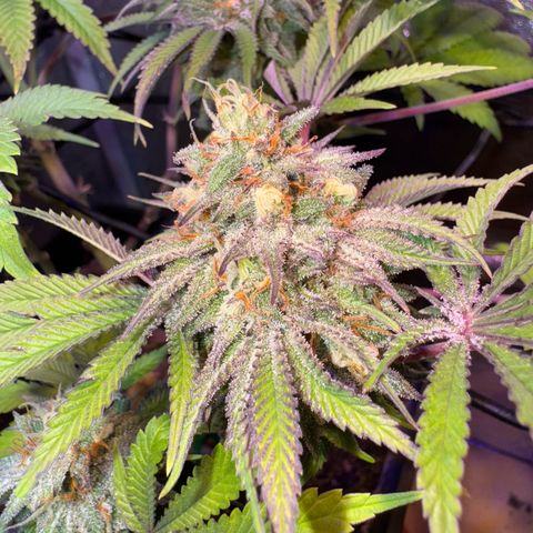 Tropicanna Poison®1 Fast Version growlog timeline photo