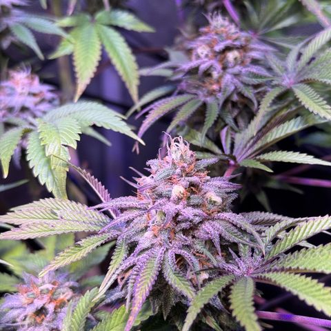 Tropicanna Poison®1 Fast Version growlog timeline photo