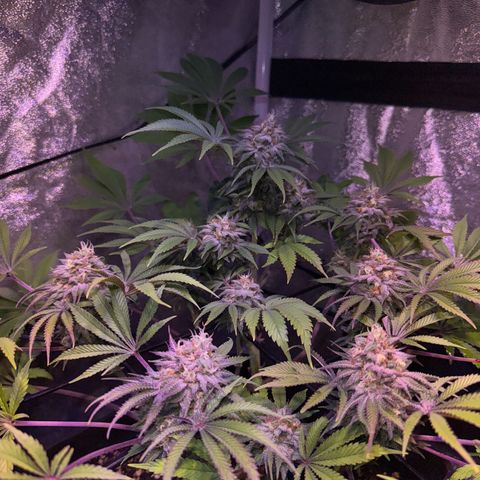 Tropicanna Poison®1 Fast Version growlog timeline photo