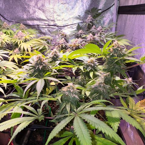 Tropicanna Poison®1 Fast Version growlog timeline photo
