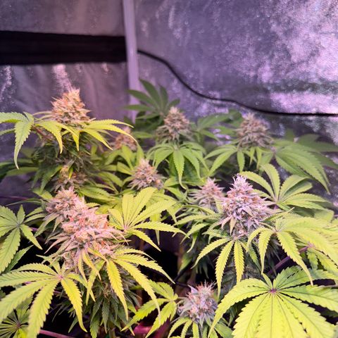 Tropicanna Poison®1 Fast Version growlog timeline photo