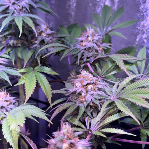 Tropicanna Poison®1 Fast Version growlog timeline photo