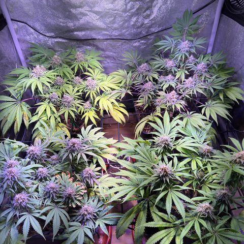 Tropicanna Poison®1 Fast Version growlog timeline photo