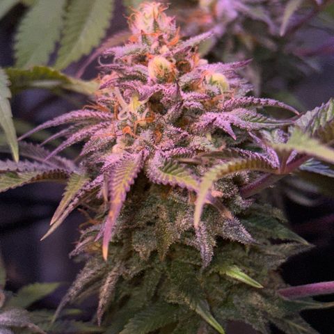 Tropicanna Poison®1 Fast Version growlog timeline photo