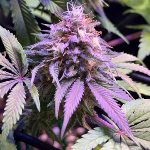 Tropicanna Poison®1 Fast Version growlog timeline photo