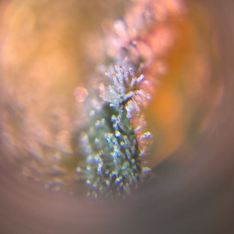 Tropicanna Poison®1 Fast Version growlog timeline photo