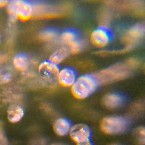 Tropicanna Poison®1 Fast Version growlog timeline photo