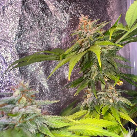 Tropicanna Poison®1 Fast Version growlog timeline photo