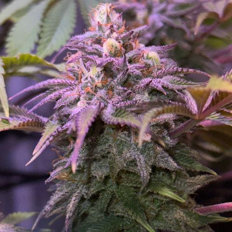 Tropicanna Poison®1 Fast Version growlog timeline photo