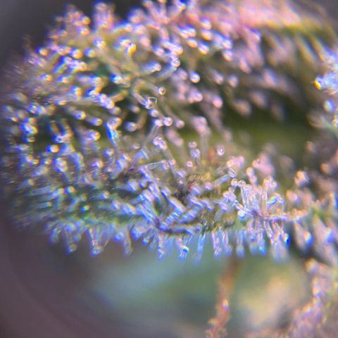 Tropicanna Poison®1 Fast Version growlog timeline photo