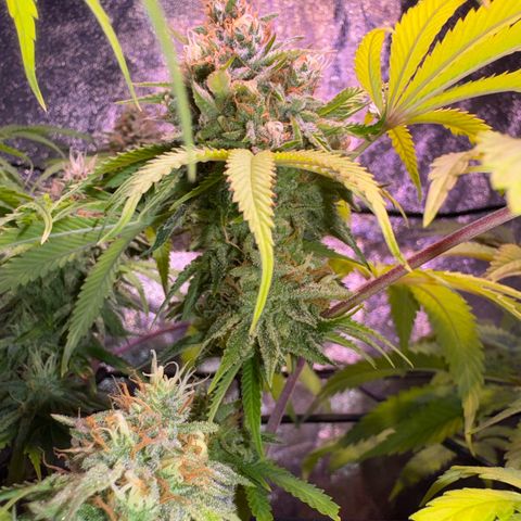 Tropicanna Poison®1 Fast Version growlog timeline photo
