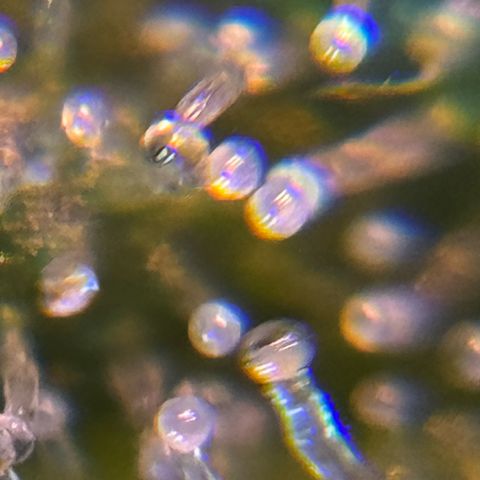 Tropicanna Poison®1 Fast Version growlog timeline photo