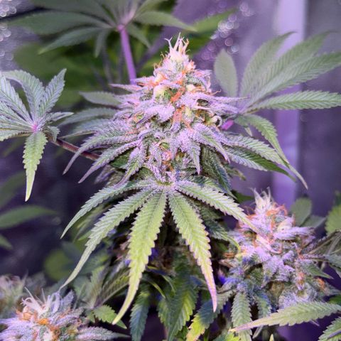 Tropicanna Poison®1 Fast Version growlog timeline photo
