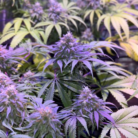 Tropicanna Poison®1 Fast Version growlog timeline photo