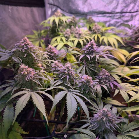Tropicanna Poison®1 Fast Version growlog timeline photo