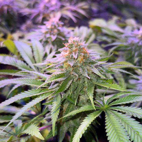 Tropicanna Poison®1 Fast Version growlog timeline photo